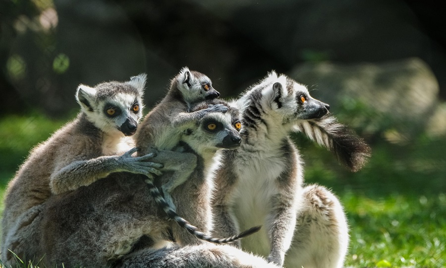 A-Importancia-de-Preservar-o-Lemure Lêmure: Explorando as Primatas Mais Fascinantes de Madagascar