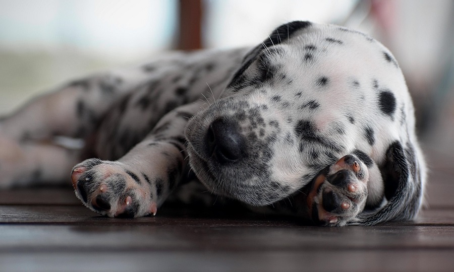 Como-Escolher-as-Racas-de-Cachorro-Certa-Consideracoes-Essenciais Raças de Cachorro: Um Guia Completo para Encontrar o Companheiro Perfeito