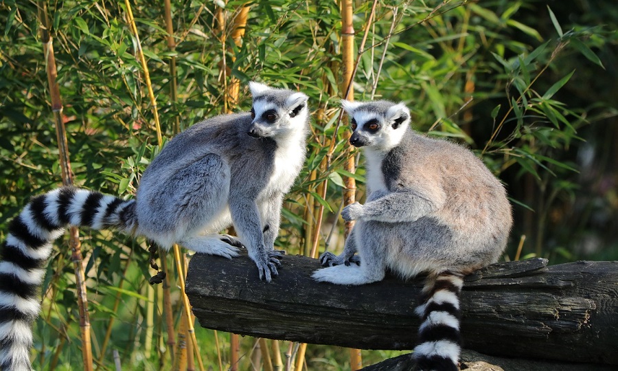 Comportamento-Dieta-e-Habitat-do-Lemure Lêmure: Explorando as Primatas Mais Fascinantes de Madagascar
