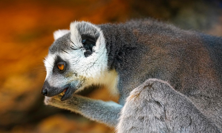 O-Estado-de-Conservacao-e-os-Perigos-que-Enfrentam Lêmure: Explorando as Primatas Mais Fascinantes de Madagascar