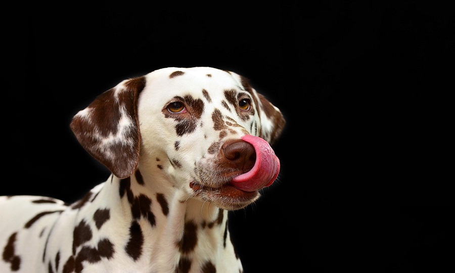 Racas-Grandes Raças de Cachorro: Um Guia Completo para Encontrar o Companheiro Perfeito