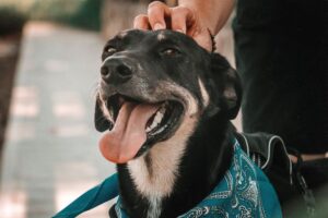 Cuidados com animais de estimação