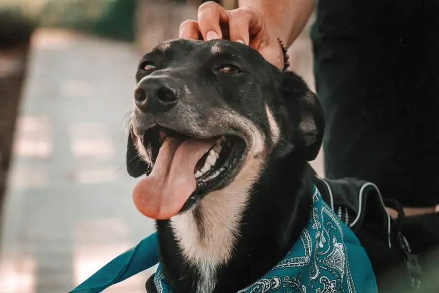Cuidados com animais de estimação