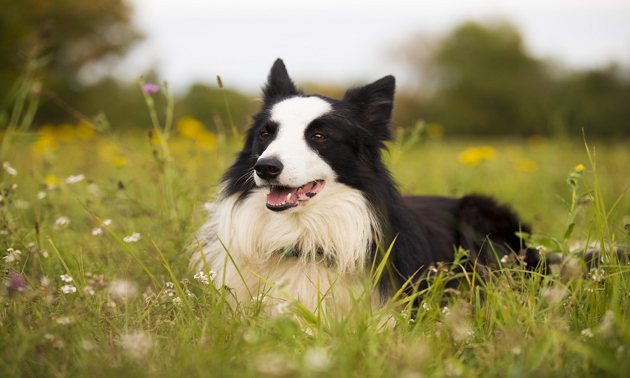 Caracteristicas-Fisicas-do-Border-Collie Cão Border Collie: Tudo sobre as Características e Cuidados