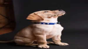 Como Cortar as Unhas de Um Cachorro