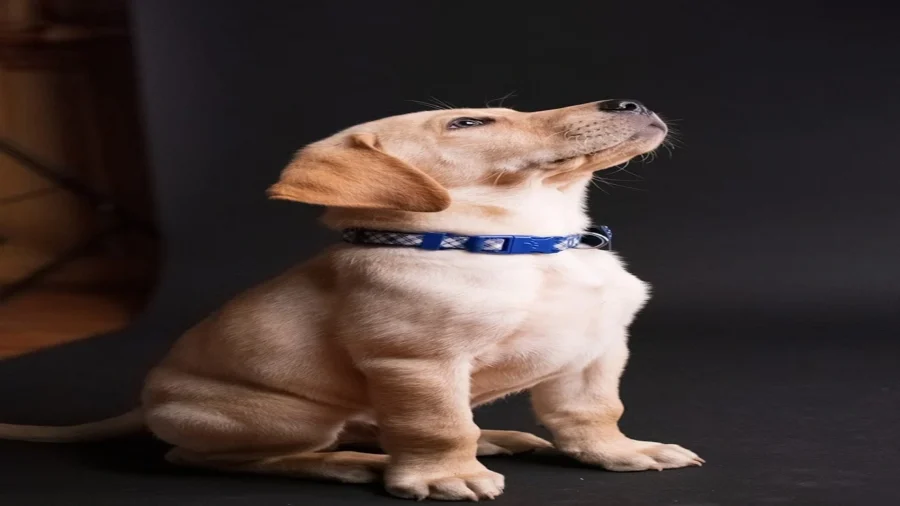 Como Cortar as Unhas de Um Cachorro