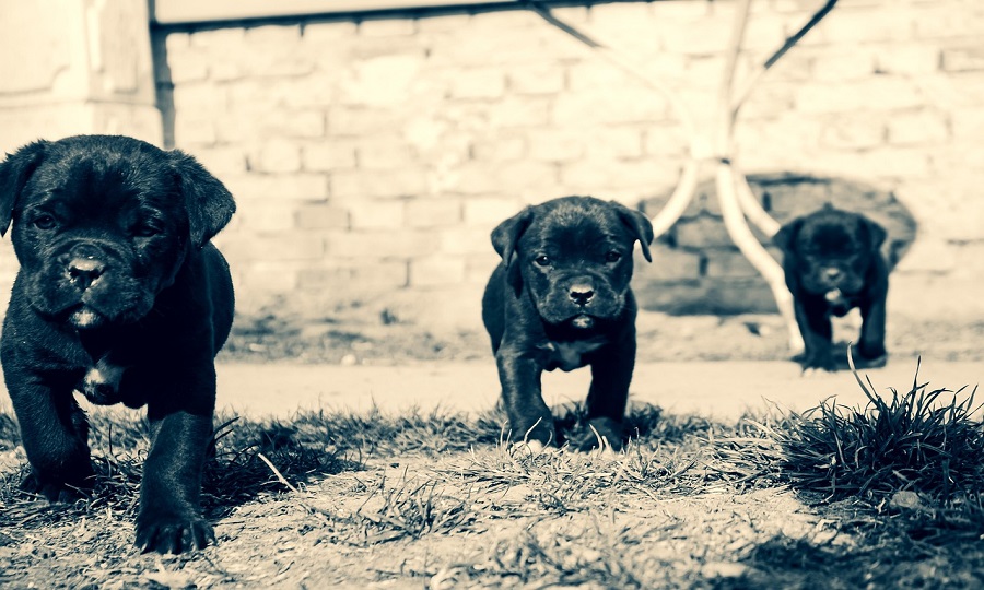 Cuidados-Essenciais-com-um-Filhote-de-Cane-Corso Cane Corso: Personalidade, Comportamento e Perigos