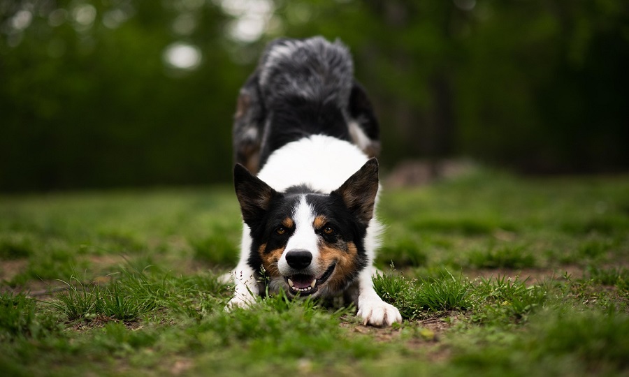 Cuidados-e-Manutencao-do-Border-Collie Cão Border Collie: Tudo sobre as Características e Cuidados