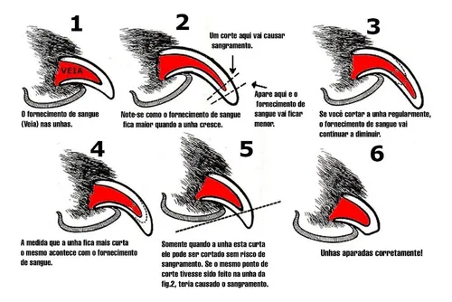 Diagrama-1 Como Cortar as Unhas de Um Cachorro