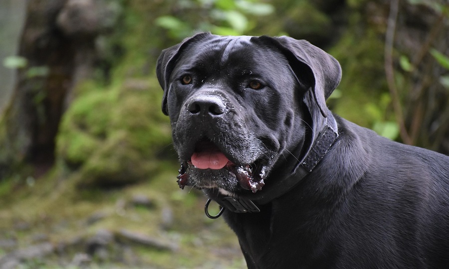 E-o-Cane-Corso-um-Cao-Perigoso Cane Corso: Personalidade, Comportamento e Perigos