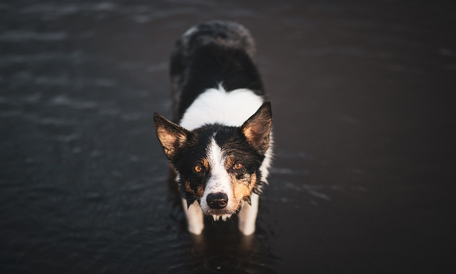 Saude-e-Doencas-Comuns Cão Border Collie: Tudo sobre as Características e Cuidados