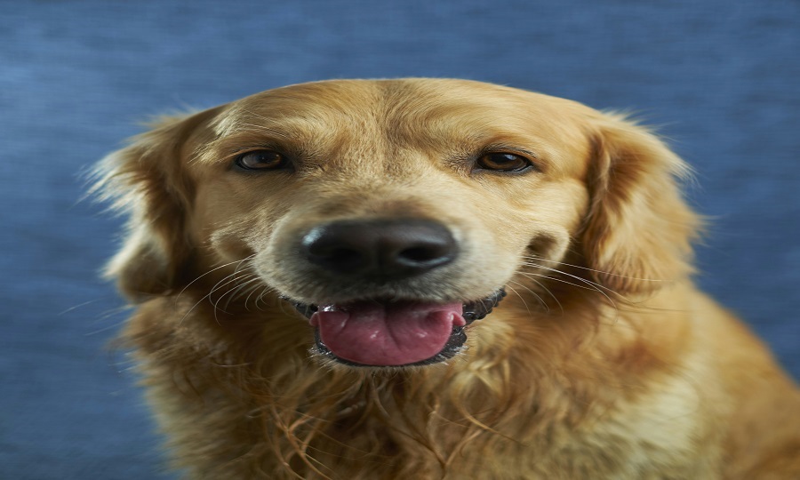 Cachorro-olhando-para-o-dono-com-carinho 10 Curiosidades Sobre Cachorros: Que Vão Derreter Seu Coração