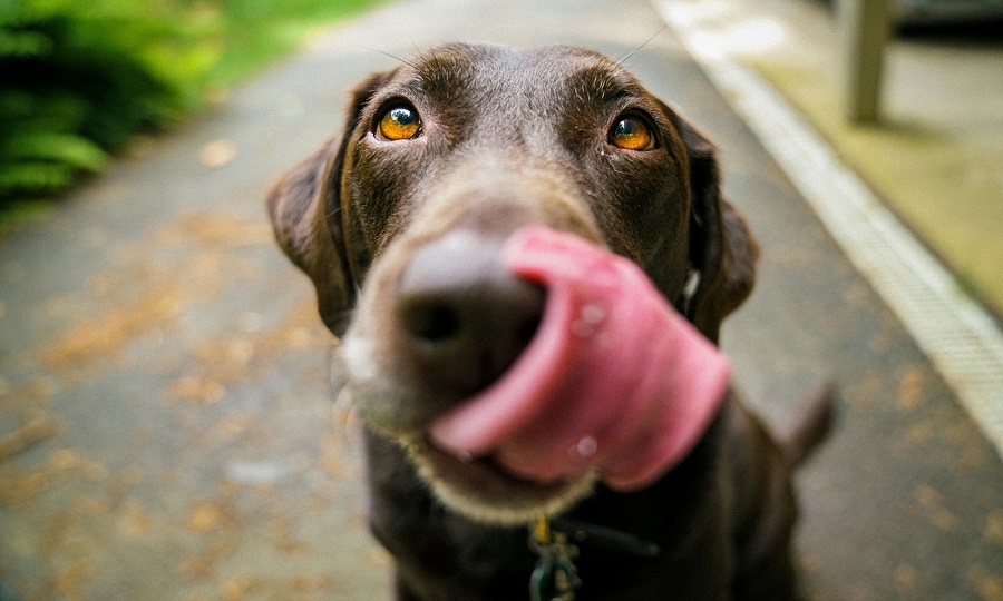 Racas-de-Cachorro Raças de Cachorro: As Melhores para o Seu Estilo de Vida