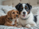 Animais de estimação e saúde mental