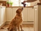Alimentos Proibidos para Cães
