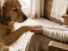 Por Que Meu Cachorro Coloca a Pata Em Mim