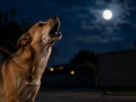 Cachorro Late à Noite: 7 Causas e o Que Fazer