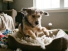 Por que meu cachorro cava a caminha