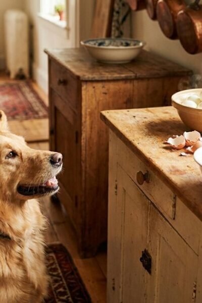 cachorro pode comer ovo todos os dias