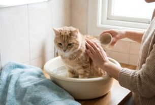 Como dar banho em gato sem estresse?