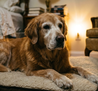 O Que Fazer Quando o Cachorro Idoso Começa a Trocar o Dia Pela Noite