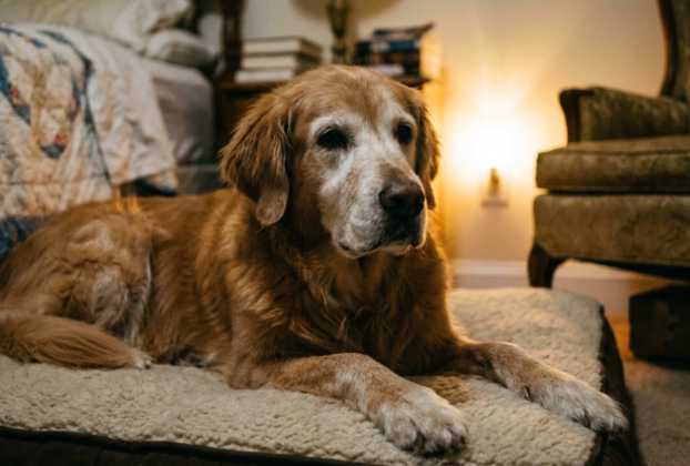 O Que Fazer Quando o Cachorro Idoso Começa a Trocar o Dia Pela Noite