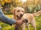 Como Ensinar o Comando "Solta" Para Cães Que Pegam Objetos Perigosos