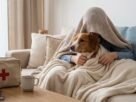 O que fazer em caso de emergência com meu pet?