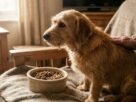 O Que Fazer Quando o Cachorro Não Quer Comer a Ração